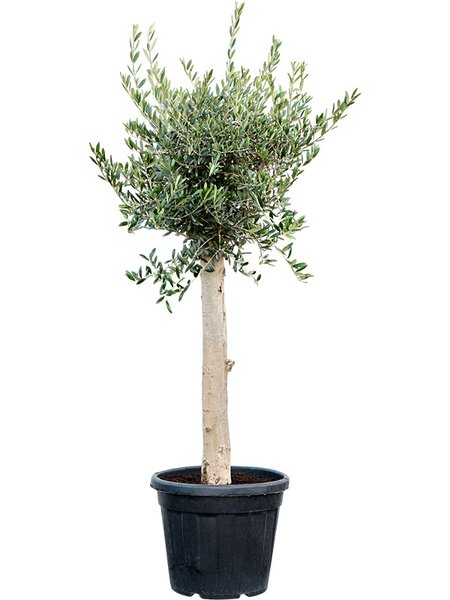 Olea europaea (160-180), Stamm, im 40cm Topf, H�he 170cm, Breite 55cm