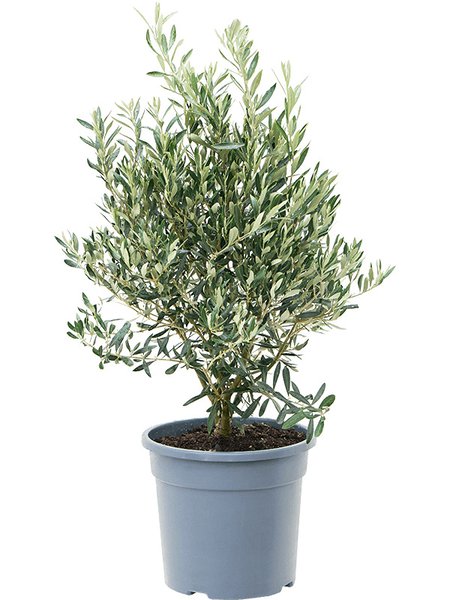 Olea europaea, Busch, im 28cm Topf, H�he 80cm, Breite 40cm
