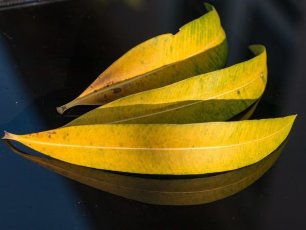 Laurier-rose feuilles jaunes