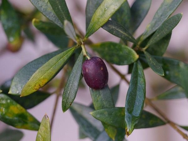 L’olivier perd ses feuilles