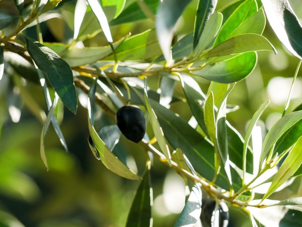 Acheter un olivier