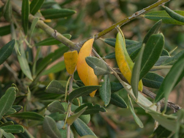 Hiverner l’olivier