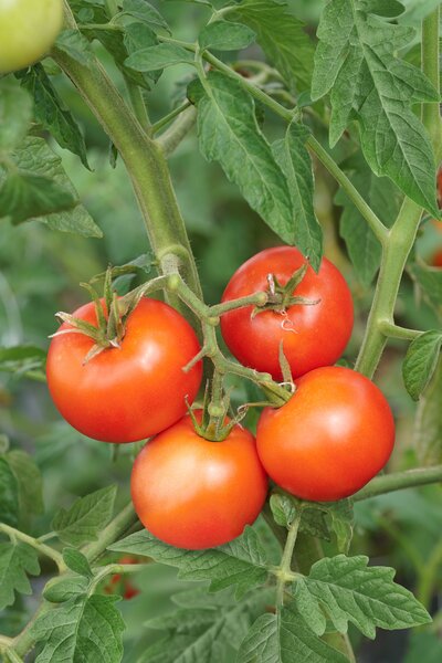 Tomate, Open Sky, Tombonne