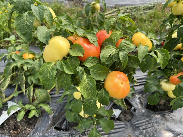 Poivron, Capsicum, OpenSky, 'Speedy Rosina'