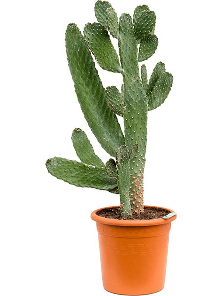 Opuntia consolea, Verzweigt, im 29cm Topf, H�he 100cm, Breite 50cm