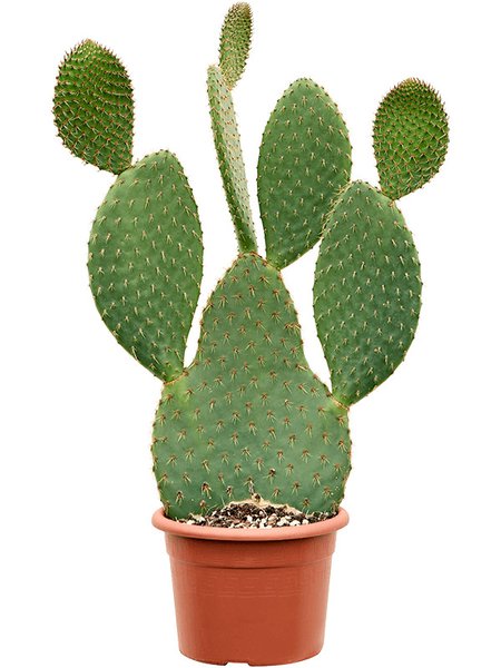 Opuntia galapageia, Verzweigt, im 25cm Topf, H�he 70cm, Breite 40cm