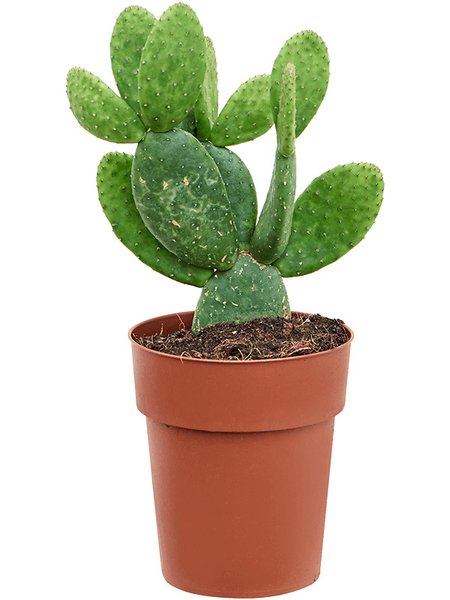 Opuntia inamoena, Verzweigt, im 17cm Topf, H�he 30cm, Breite 25cm