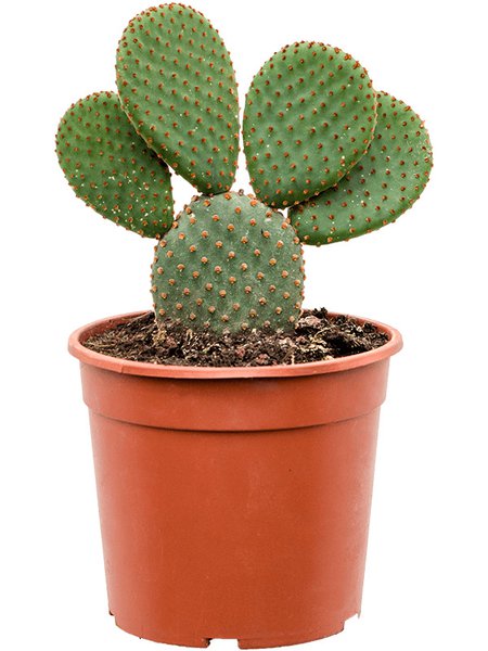 Opuntia microdasys 'Rufida', Verzweigt, im 17cm Topf, H�he 40cm, Breite 25cm