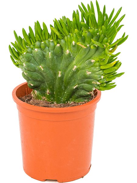 Opuntia subulata, Verzweigt, im 12cm Topf, H�he 30cm, Breite 15cm