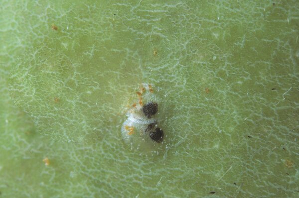 Carpocapse, ponte sur pomme, jeune chenille visible, Cydia pomonella