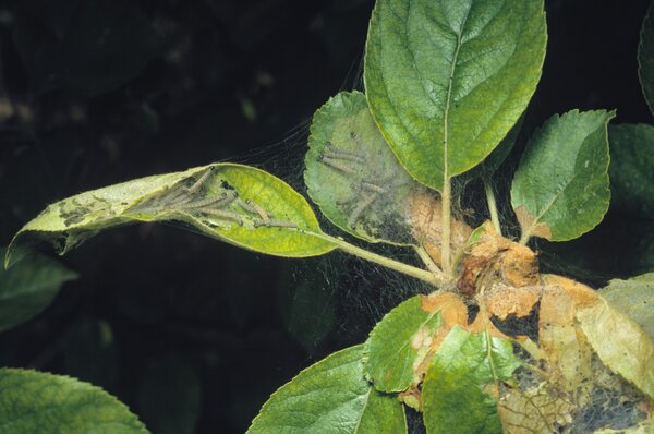 Yponomeuta malinellus, hyponomeute du pommier, jeune nid de chenilles