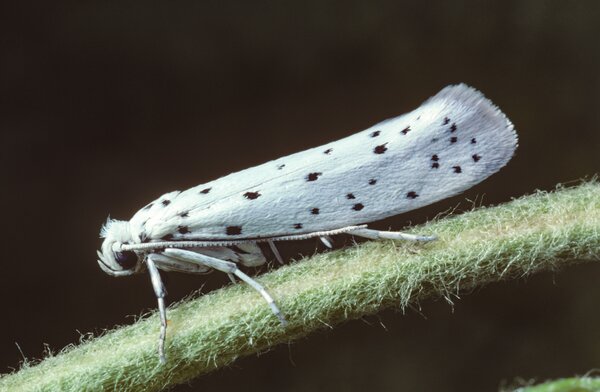 Yponomeuta malinellus, hyponomeute du pommier, papillon adulte