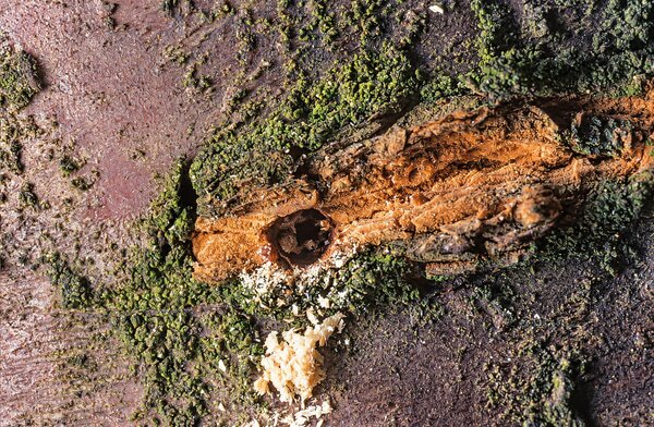 Xyleborus dispar, xyl&eacute;bore disparate, attaque sur un tronc
