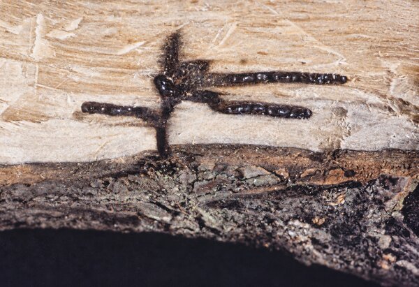 Xyleborus dispar, xyl&eacute;bore disparate, galeries dans le bois avec des col&eacute;opt&egrave;res