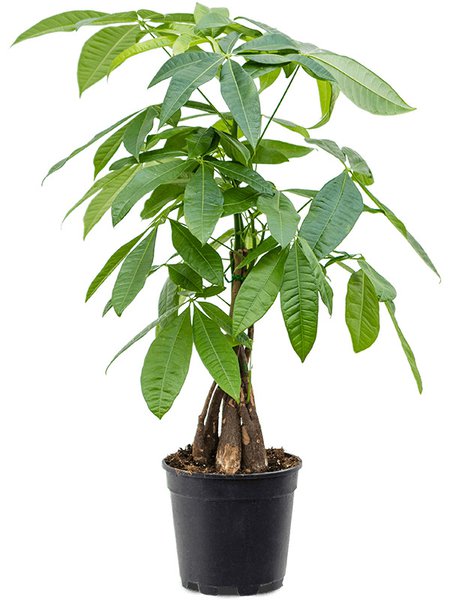 Pachira aquatica, Stamm geflochten, im 17cm Topf, H�he 70cm, Breite 45cm