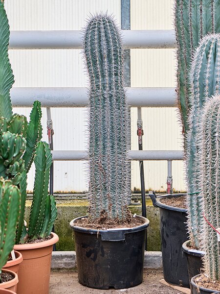 Pachycereus pringlei (130-150), im 35cm Topf, H�he 140cm, Breite 25cm