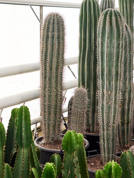 Pachycereus pringlei (160-180), im 55cm Topf, H�he 170cm, Breite 40cm