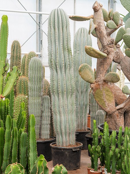 Pachycereus pringlei (160-200), im 45cm Topf, H�he 160cm, Breite 40cm