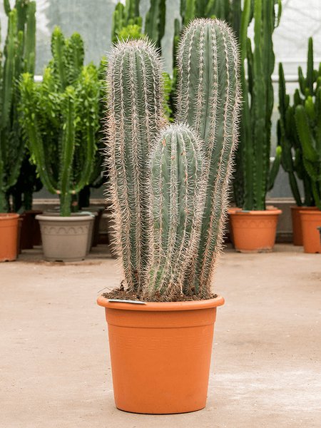 Pachycereus pringlei, im 30cm Topf, H�he 100cm, Breite 35cm