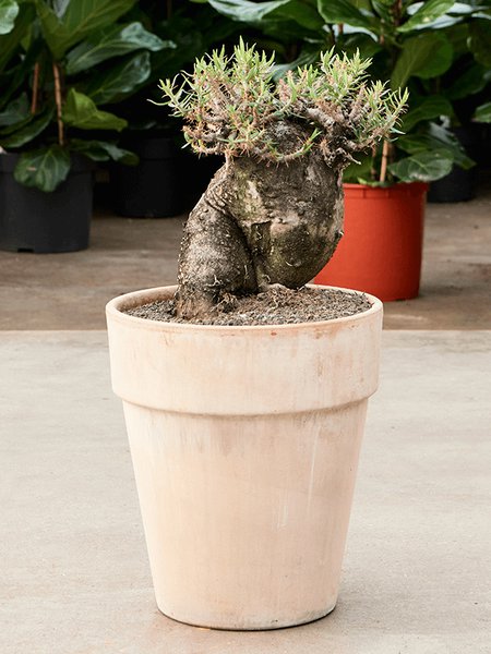 Pachypodium bispinosum, Verzweigt, im 35cm Topf, H�he 75cm, Breite 35cm
