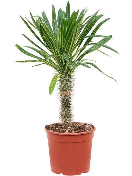 Pachypodium lamerei (50-60), Stamm, im 17cm Topf, H�he 55cm, Breite 35cm