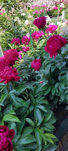 Paeonia x lactiflora 'Adolphe Rousseau, Paeonia x lactiflora 'Adolphe Rousseau