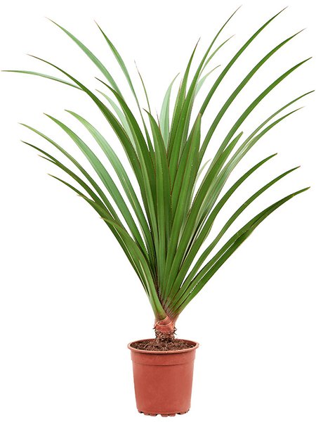 Pandanus utilis, Busch, im 24cm Topf, H�he 125cm, Breite 75cm