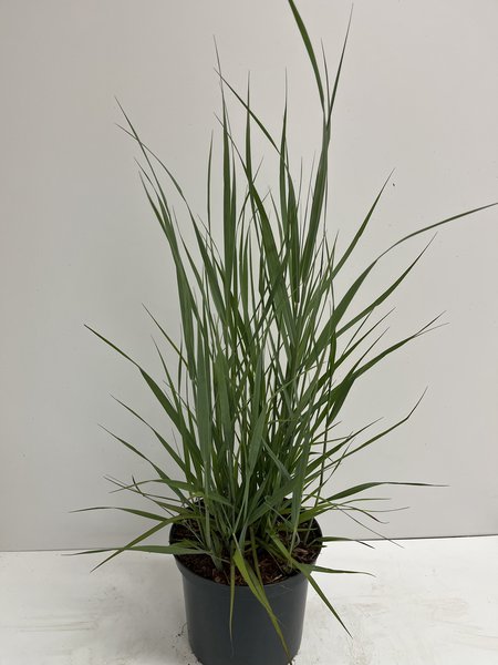 Ruten Hirse 'Prairie Sky'