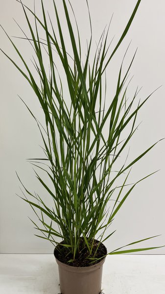 Ruten Hirse 'Squaw'