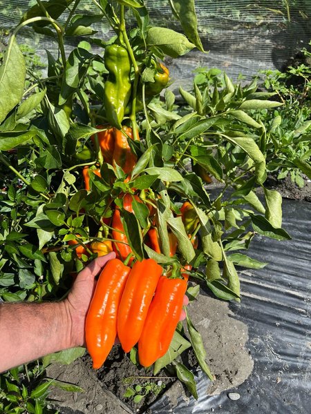 Paprika Timia Spitzpaprika, Capsicum annuum