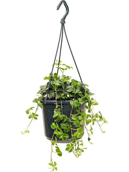 Parthenocissus striata, Ampel, im 15cm Topf, H�he 40cm, Breite 20cm