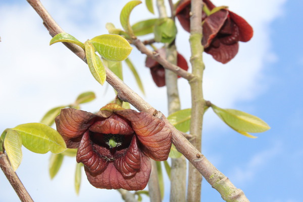 fleur de asiminier (Asimina triloba)