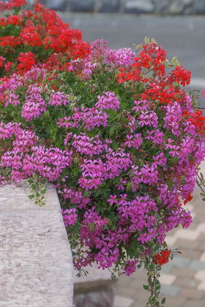 H�ngegeranie Pink, Pelargonium peltatum