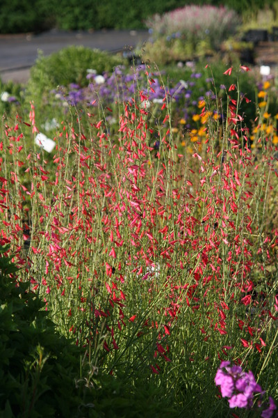 Penstemon barbatus 'Coccineus'