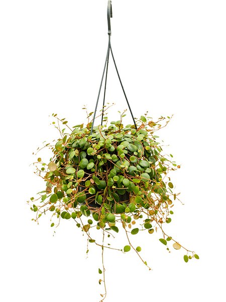 Peperomia 'Pepperspot', Ampel, im 15cm Topf, H�he 15cm, Breite 20cm