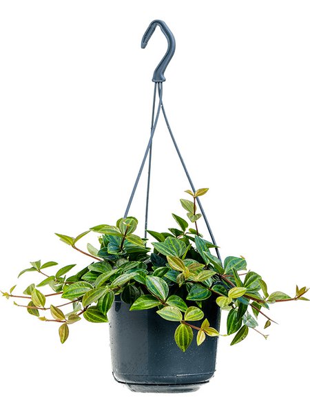 Peperomia angulata 'Rocca Scuro', Ampel, im 15cm Topf, H�he 25cm, Breite 20cm