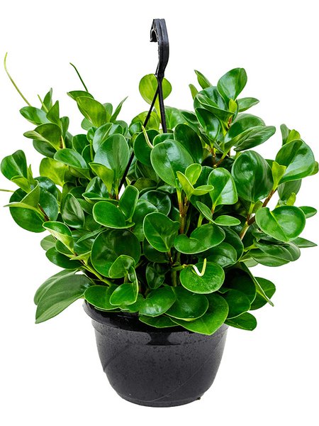 Peperomia obtusifolia 'Green', Ampel, im 20cm Topf, H�he 50cm, Breite 30cm