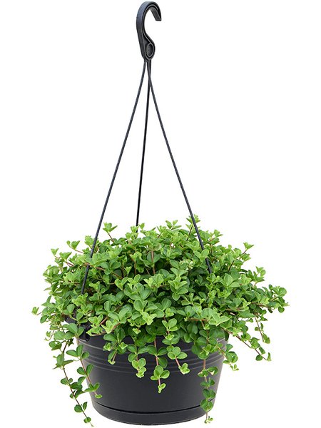 Peperomia rotundifolia, Ranker, im 28cm Topf, H�he 50cm, Breite 40cm