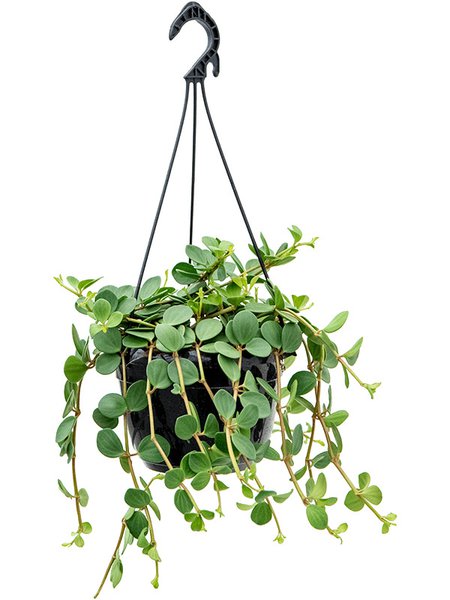 Peperomia tetraphylla 'Hope', Ampel, im 20cm Topf, H�he 35cm, Breite 25cm