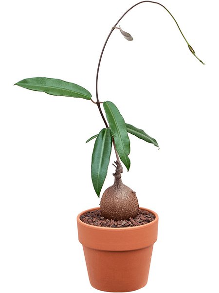 Petopentia natalensis, im 15cm Topf, H�he 40cm, Breite 20cm