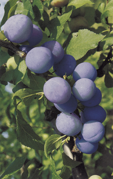 Prune bleue Belle de Paris, prunes saines
