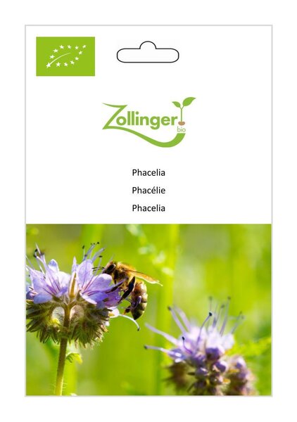 Phacelia