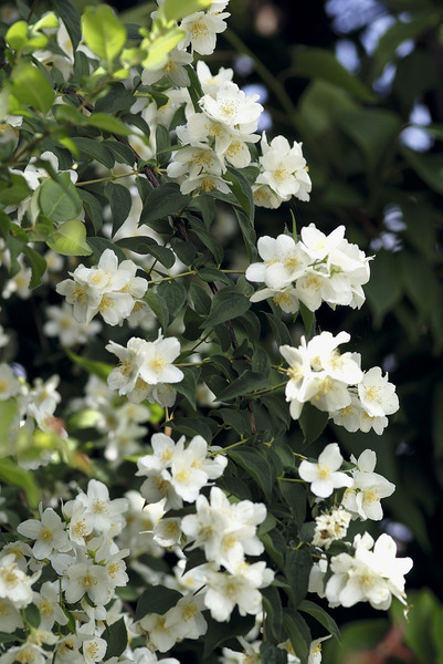Bauernjasmin - Belle Etoile
