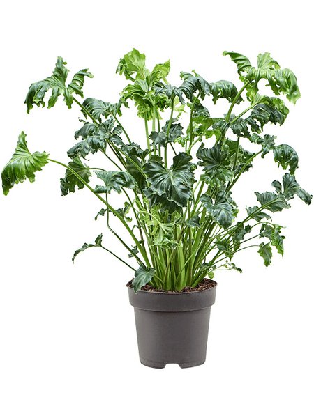 Philodendron 'Atlantis', Busch, im 21cm Topf, H�he 70cm, Breite 40cm