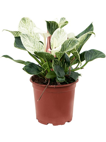 Philodendron 'Birkin', im 19cm Topf, H�he 45cm, Breite 40cm