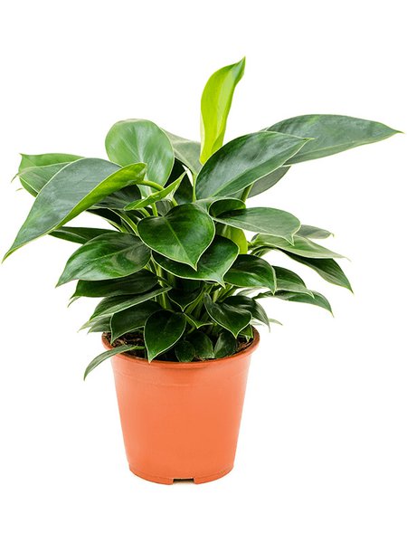 Philodendron 'Congo Apple', Busch, im 19cm Topf, H�he 65cm, Breite 40cm