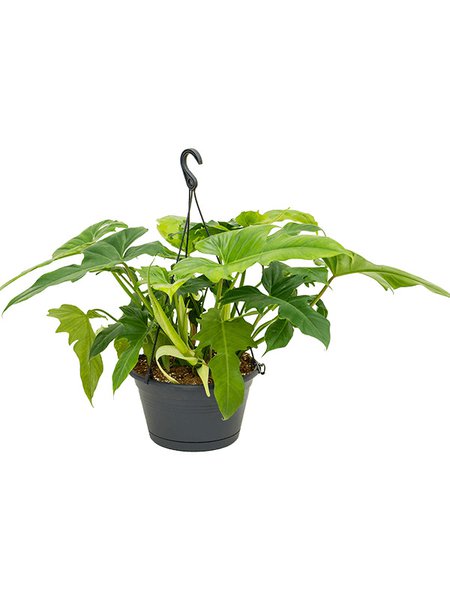 Philodendron 'Dragon', Ampel, im 28cm Topf, H�he 45cm, Breite 45cm