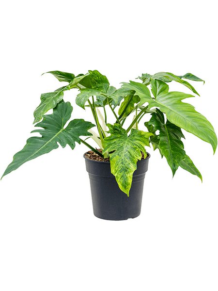 Philodendron 'Dragon Variegata', Busch, im 24cm Topf, H�he 50cm, Breite 35cm