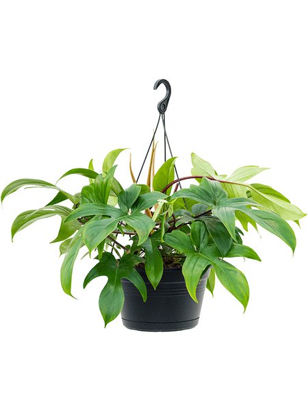 Philodendron 'Florida Green', Ampel, im 28cm Topf, H�he 45cm, Breite 45cm
