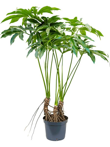 Philodendron 'Fun bun', Tuff, im 30cm Topf, H�he 130cm, Breite 80cm